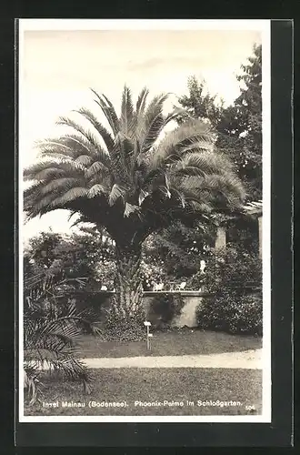 AK Mainau /Bodensee, Phoenix-Palme im Schlossgarten