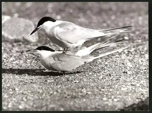 Fotografie Flussseeschwalben bei der Paarung