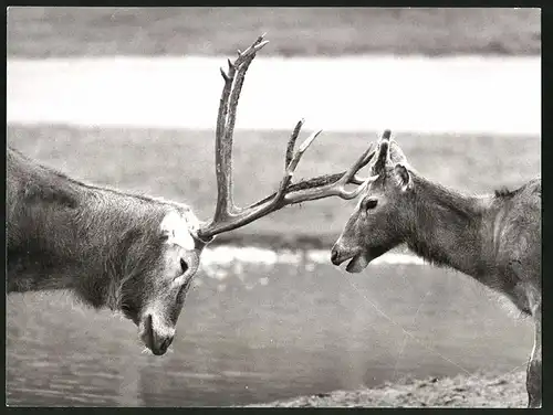 Fotografie Davids-Hisch & Hirschkuh während der Brunft