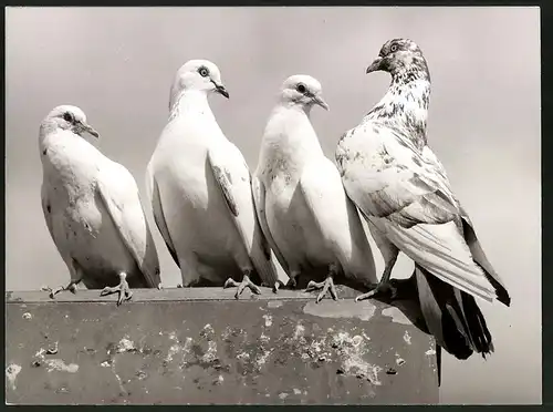 Fotografie Feldtauben der Gattung Columba