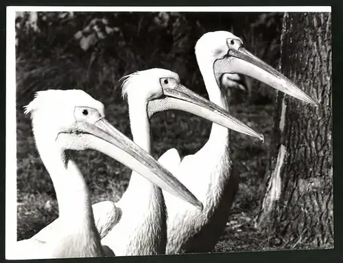 Fotografie Rosa Pelikane, Pelikan Trio