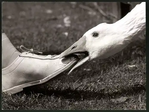 Fotografie Gans zwickt Mädchen in den Fuss