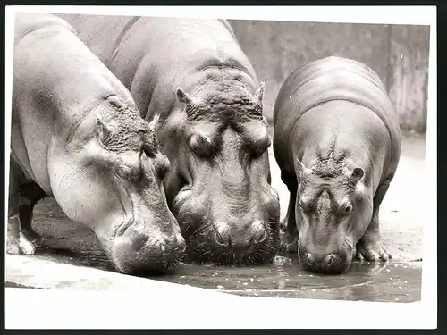 Fotografie Nilpferde - Flusspferde in einem Zoo-Gehege