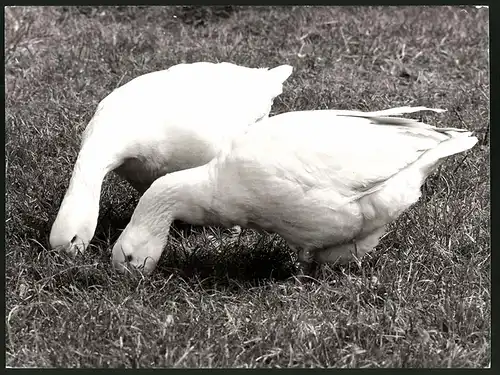 Fotografie Gänse während der Nahrungssuche auf einer Wiese