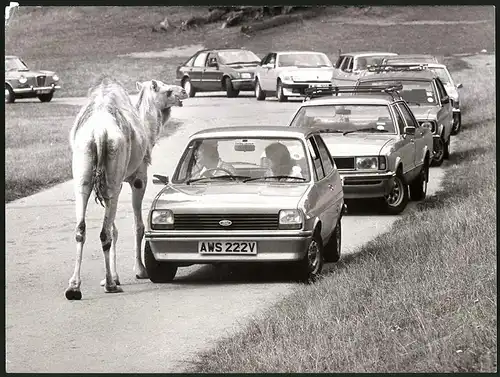 Fotografie Dromedar & Auto Ford Fiesta in einem Tierpark