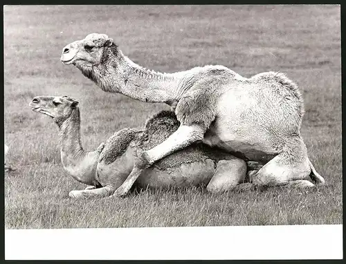 Fotografie Dromedar während der Paarung in einem Tierpark