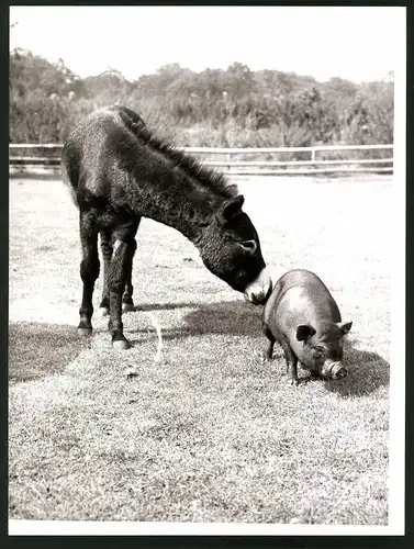 Fotografie Esel und Hängebauchschwein haben sich angefreundet
