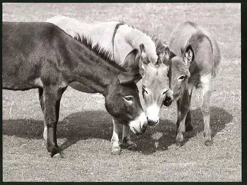 Fotografie Esel im Zoologischen Garten Hannover stecken die Köpfe zusammen