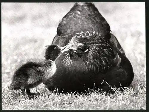 Fotografie Entenküken bettelt beim Huhn um Futter