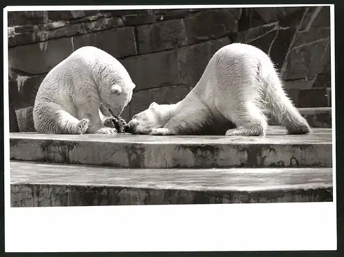 Fotografie Eisbären in einem Zoogehege