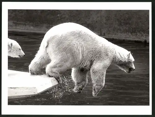 Fotografie Eisbär springt in Wassergraben von einem Zoogehege