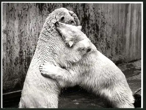Fotografie Eisbären beim Kräftemessen