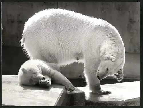 Fotografie Eisbären-Mutter & Jungtier in einem Zoogehege