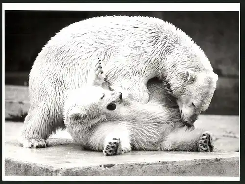 Fotografie Eisbär Muttertier und Jungtier