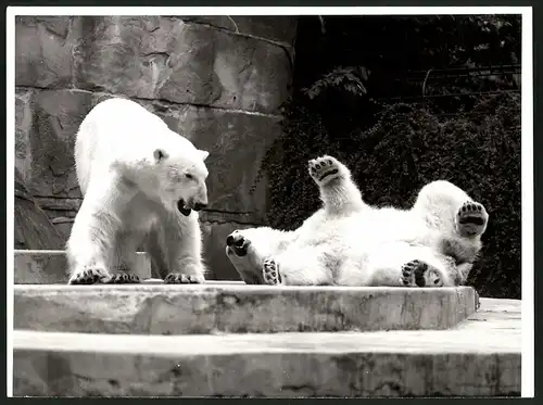 Fotografie Eisbär - Jungtier unterwirft sich dem Muttertier