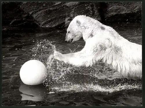Fotografie Eisbär spielt mit Ball im Wasser