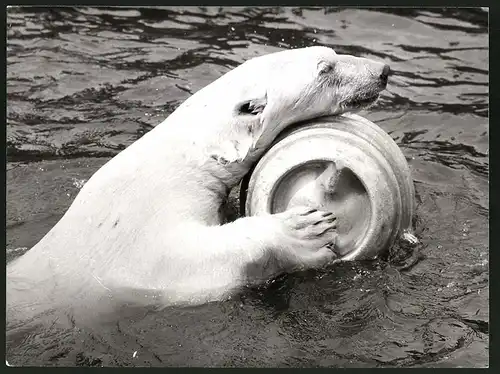 Fotografie Eisbär nutzt leeres Fass als Schwimmhilfe