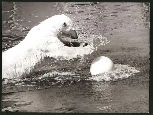Fotografie Eisbär tobt einem Ball im wasser nach