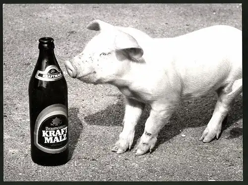 Fotografie Schwein - Ferkel hat Interesse an Flache Kraft Malz - Malzbier