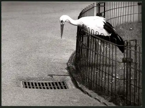 Fotografie Storch - Weissstorch schaut erwartungsvoll in einen Gulli
