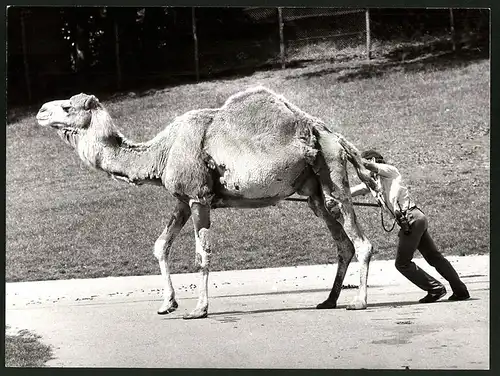 Fotografie Zoowärter treibt widerspenstiges Dromedar an