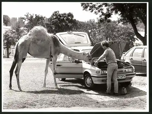 Fotografie Dromedar interressiert sich für den Motorraum eines Autos