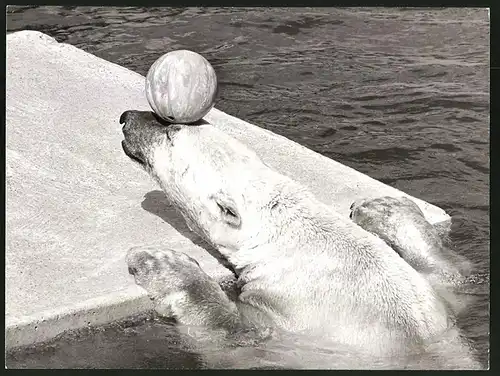 Fotografie Eisbär balanziert eine Bowlingkugel auf dem Kopf