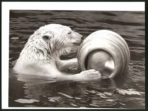 Fotografie Eisbär - Polarbär spielt mit einem Fass im Wasser