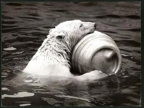 Fotografie Eisbär - Polarbär benutzt Fass als Schwimmhilfe