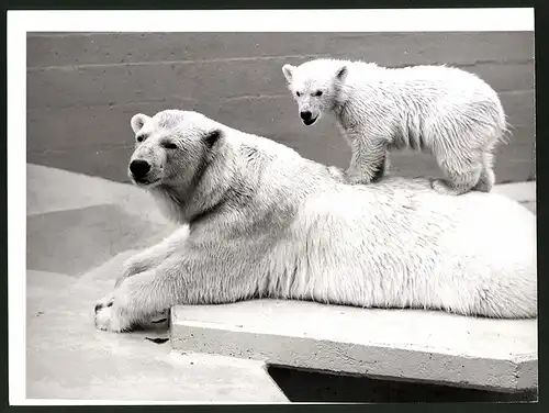 Fotografie Eisbär - Polarbär, Muttertier und Jungtier