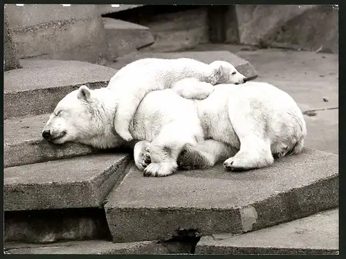 Fotografie Eisbär - Polarbär, Eisbären Junges liegt auf der Mutter