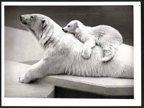 Fotografie Eisbär - Polarbär, Jungtier auf Muttertier liegend