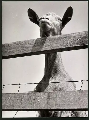 Fotografie Ziege - Hausziege in einem Gehege