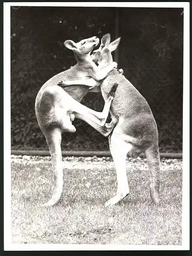 Fotografie Rotes Riesenkänguruh, Känguruh's beim Kampf