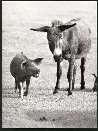 Fotografie Tierfreundschaft, Esel & Schwein im Zoologischen Garten Hannover