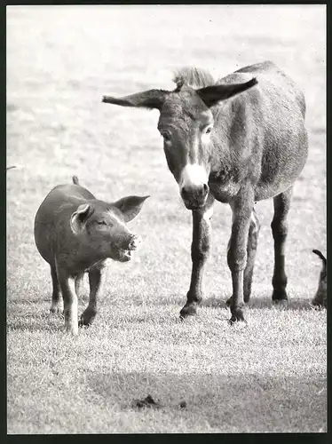 Fotografie Zoologischer Garten Hannover, Esel und Schwein im Gehege