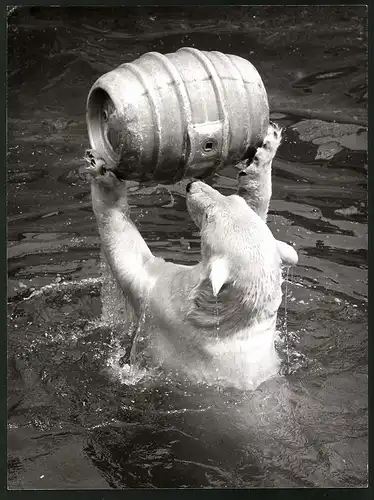 Fotografie Eisbär - Polarbär stemmt leeres Bierfass