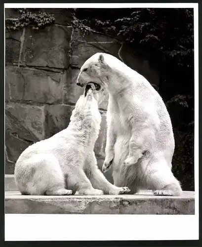 Fotografie Eisbär - Polarbär, Drohgebärden im Zoogehege