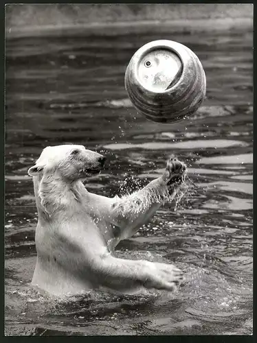 Fotografie Polarbär - Eisbär spielt mit einem Bierfass