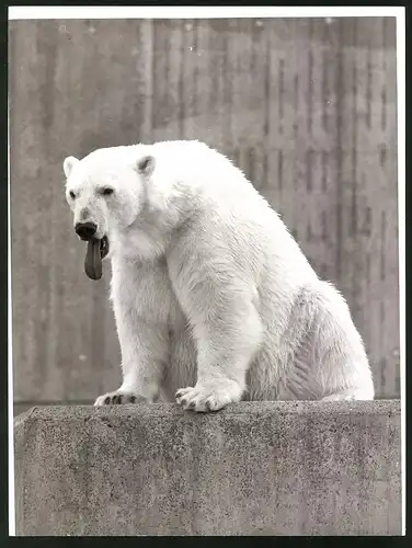 Fotografie Eisbär - Polarbär gähnend im Zoogehege