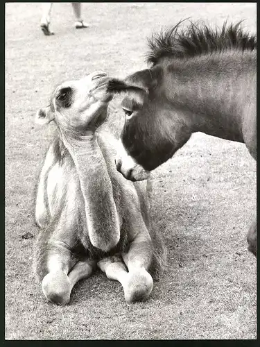 Fotografie Tierfreundschaft Kamel und Esel