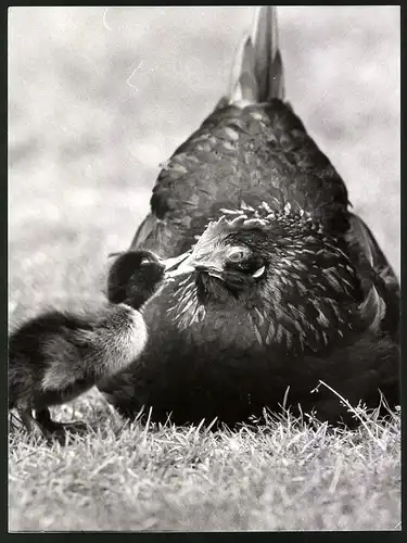 Fotografie Entenküken bettelt bei Huhn um Futter