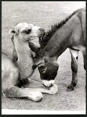 Fotografie junges Kamel hat sich mit Esel angefreundet