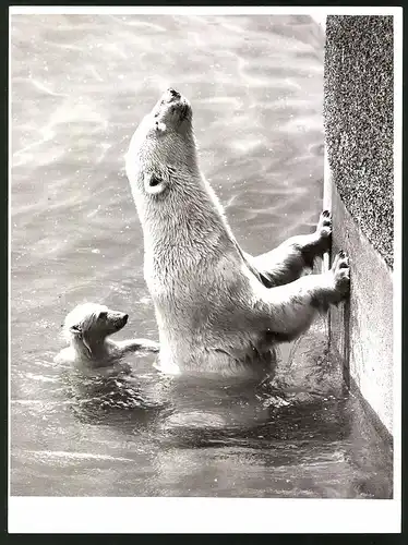 Fotografie Eisbär - Polarbär, Jungtier & Muttertier im wasser