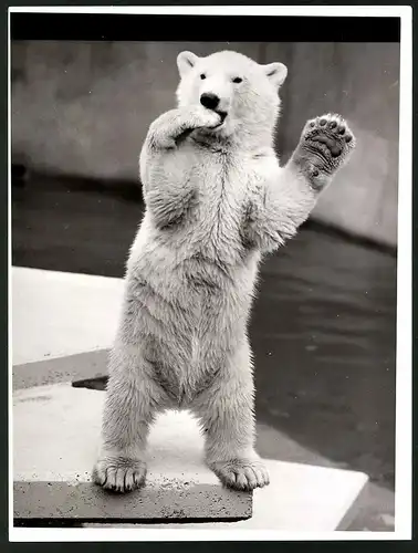 Fotografie Polarbär - Eisbär auf den Hinterläufen stehend