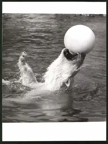 Fotografie Eisbär - Polarbär spielt mit einem Ball im Wasser