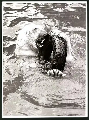 Fotografie Eisbär - Polarbär spielt mit einem Autoreifen