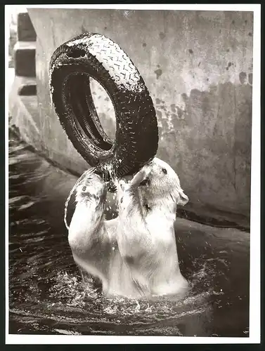 Fotografie Eisbär - Polarbär benutzt Autoreifen als Spielzeug