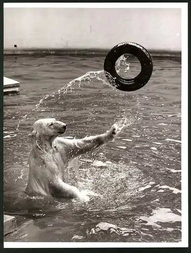 Fotografie Polarbär - Eisbär wirft einen Autoreifen durch die Luft