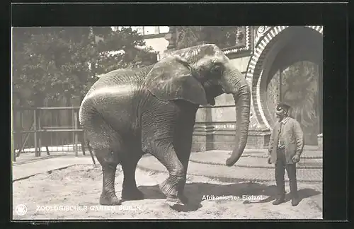 AK Berlin, Zoologischer Garten, Afrikanischer Elefant